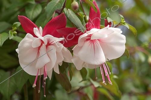 Biosphoto | 444257 | FUCHSIA | &copy; DIGIT images / Biosphoto