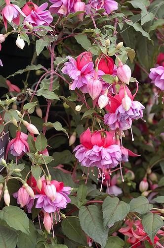 Biosphoto | 445503 | FUCHSIA | &copy; DIGIT images / Biosphoto