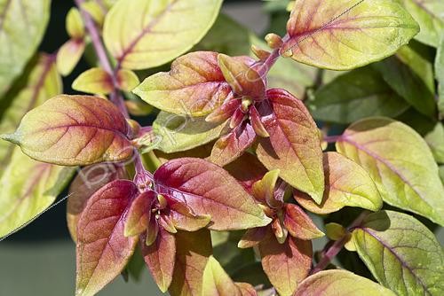 Biosphoto | 2532570 | Fuchsia Autumnale | &copy; Visions Pictures / Biosphoto