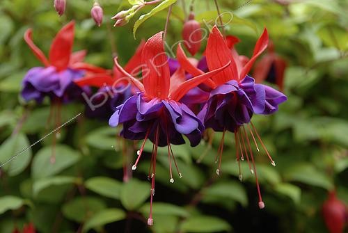Biosphoto | 2523568 | Fuchsia bicolour | &copy; Visions Pictures / Biosphoto