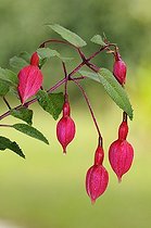 Biosphoto | 1252565 | Fuchsia bud flowers covered with dew France | &copy; Thierry Van Baelinghem / Biosphoto