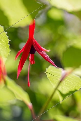 Biosphoto | 2488469 | Fuchsia de Magellan (Fuchsia magellanica) 'Riccartoni', fleur | &copy; Marie Aymerez / Biosphoto
