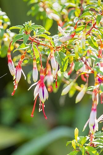 Biosphoto | 2556225 | Fuchsia de Magellan, Fuchsia magellinaca 'Arauco', fleurs | &copy; Alain Kubacsi / Biosphoto
