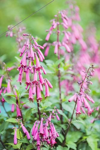 Biosphoto | 2434772 | Fuchsia du Cap (Phygelius capensis) 'Pink Trumpet' en fleurs | &copy; Jean-Michel Groult / Biosphoto