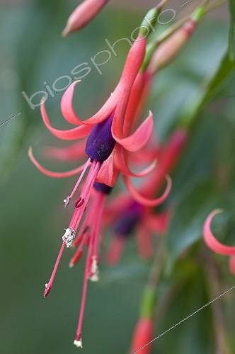 Biosphoto | 899985 | Fuchsia en fleur dans un jardin ; Fuchsia botanique de la section Quelusia | &copy; Alexandre Petzold / Biosphoto