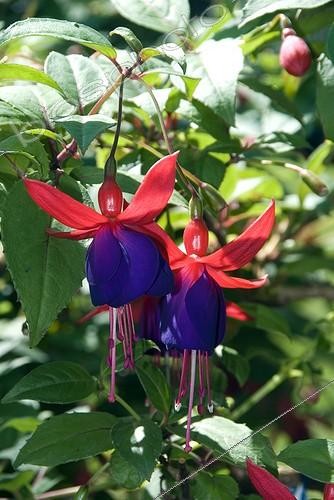 Biosphoto | 1822377 | Fuchsia ; FUCHSIA 'ROYAL PURPLE' | &copy; DIGIT images / Biosphoto