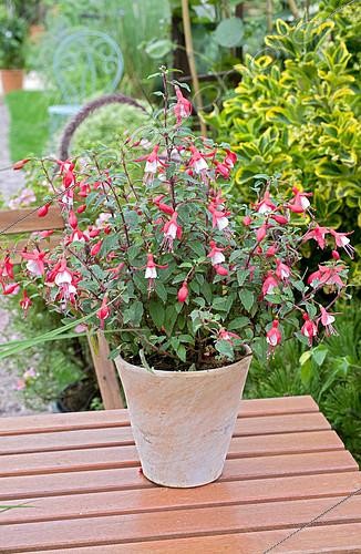 Biosphoto | 2142527 | Fuchsia (Fuchsia sp) 'Alice Hoffman' en pot | &copy; Frédéric Didillon / Biosphoto
