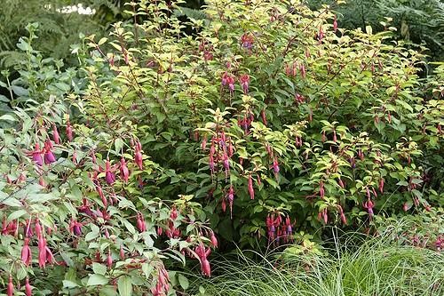 Biosphoto | 228764 | Fuchsia 'Genii' en fleur Parc du Château de Trévarez France | &copy; Hervé Lenain / Biosphoto