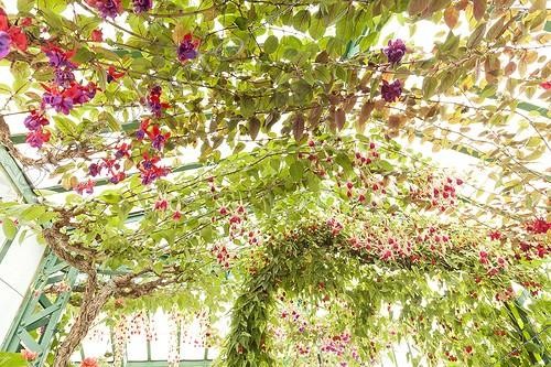 Biosphoto | 1138406 | Fuchsia grimpant en fleur dans une serre | &copy; Hervé Lenain / Biosphoto