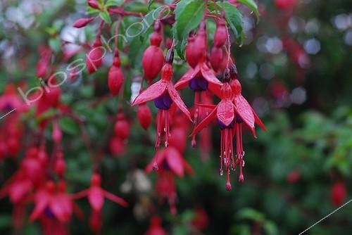 Biosphoto | 472982 | Fuchsia hedge bordering southern Ireland | &copy; Frédéric Decante / Biosphoto