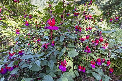 Biosphoto | 2559360 | Fuchsia 'Lord Byron', en fleurs | &copy; Alain Kubacsi / Biosphoto