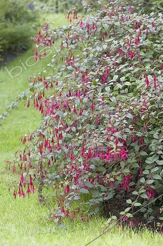 Biosphoto | 1092789 | Fuchsia magellanica Thompsonii | &copy; Visions Botanical / Visions Pictures / Biosphoto