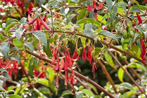 Biosphoto | 2147957 | Fuchsia regia reitzii | &copy; Alain Kubacsi / Biosphoto