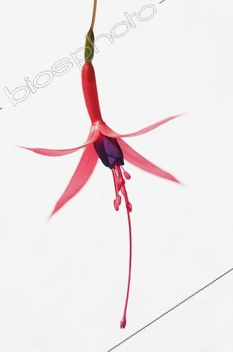 Biosphoto | 968406 | Fuchsia 'Riccartonii' | &copy; Annemarie Farley / Flowerphotos / Biosphoto