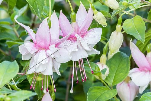 Biosphoto | 2436064 | Fuchsia 'Rolla', Breeder : Lemoine (FRA), fleurs | &copy; Alain Kubacsi / Biosphoto