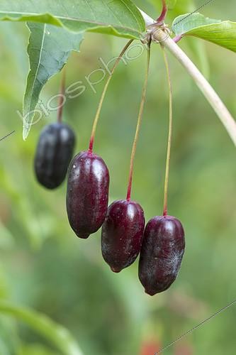 Biosphoto | 2090396 | Fuchsia royal (Fuchsia regia) fruits | &copy; Frédéric Tournay / Biosphoto