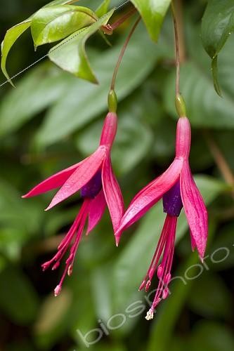 Biosphoto | 2075620 | Fuchsia royal (Fuchsia regia regia) fleurs | &copy; Frédéric Tournay / Biosphoto