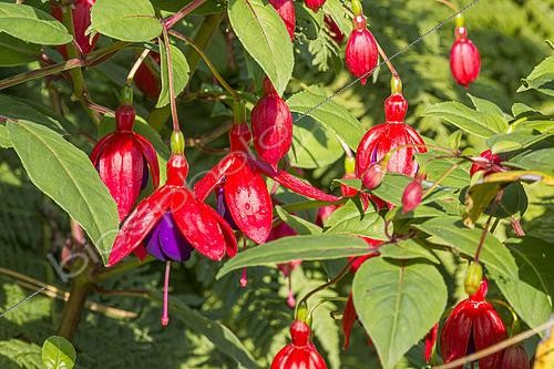 Biosphoto | 2559339 | Fuchsia 'Royal Purple', fleurs | &copy; Alain Kubacsi / Biosphoto