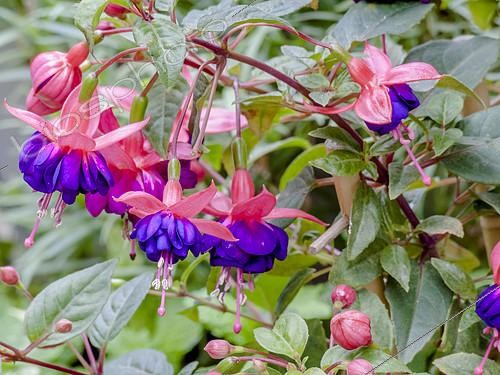 Biosphoto | 2183660 | Fuchsia 'Royal Velvet' | &copy; Alain Kubacsi / Biosphoto