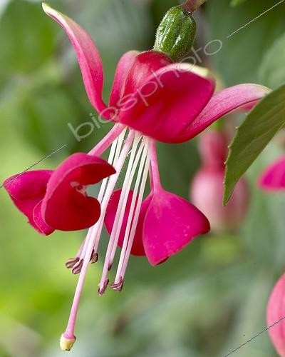 Biosphoto | 1077134 | Fuchsia Satellite | &copy; Visions Botanical / Visions Pictures / Biosphoto