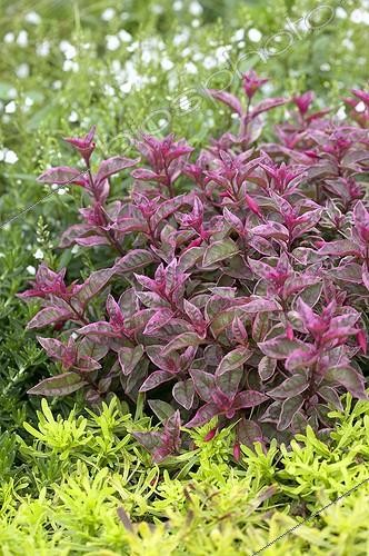 Biosphoto | 400952 | Fuchsia Sunray | &copy; Visions Pictures / Biosphoto