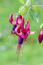Biosphoto | 2546762 | Fuchsia 'Ville de Rocquencourt', variété résistante à l'acarien du fuchsia (Aculops). | &copy; Jean-Michel Groult / Biosphoto
