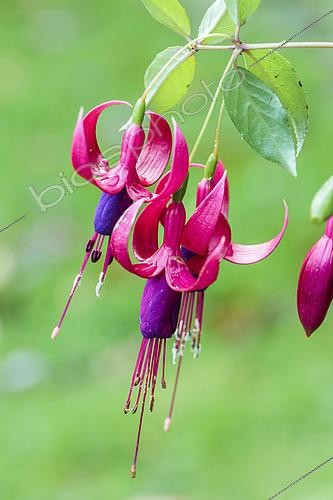 Biosphoto | 2546762 | Fuchsia 'Ville de Rocquencourt', variété résistante à l'acarien du fuchsia (Aculops). | &copy; Jean-Michel Groult / Biosphoto