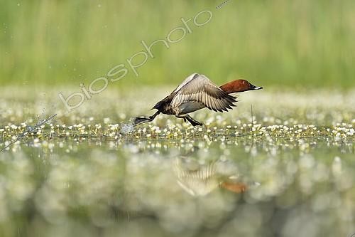 Biosphoto | 2081234 | Fuligule milouin (Aythya ferina) mâle s'envolant de l'eau parmi les fleurs - La Dombes, France | &copy; Claude Balcaen / Biosphoto