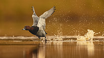 Biosphoto | 2609058 | Fuligule milouin (Aythya ferina) s'envolant, étang de Sologne, Loir-et-Cher, Centre-Val de Loire, France | &copy; Guy Van Langenhove / Biosphoto