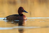 Biosphoto | 2404322 | Fuligule nyroca (Aythya nyroca) sur l'eau, Krk, Croatie | &copy; Marko Matesic / BIA / Biosphoto