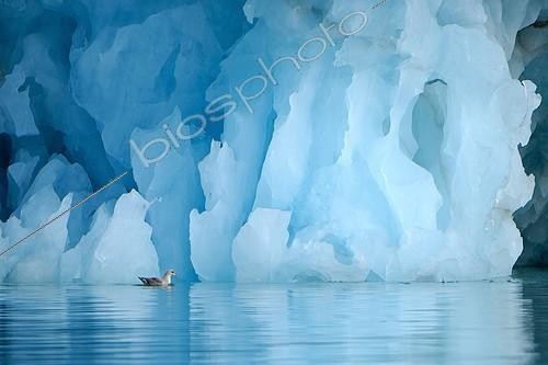 Biosphoto | 1183206 | Fulmar boréal devant un iceberg Glacier Monaco Svalbard | &copy; Benoist Clouet  / Biosphoto
