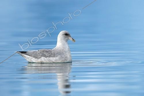 Biosphoto | 1183203 | Fulmar boréal sur l'eau Glacier Monaco Svalbard | &copy; Benoist Clouet  / Biosphoto