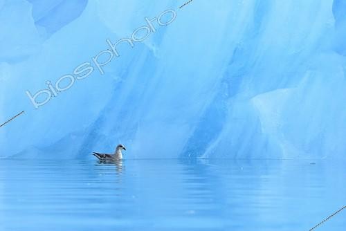 Biosphoto | 1183205 | Fulmar boréal sur l'eau Glacier Monaco Svalbard | &copy; Benoist Clouet  / Biosphoto
