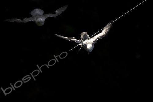 Biosphoto | 893917 | Fulmars in flight Ireland | &copy; David Allemand / Biosphoto