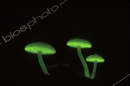 Biosphoto | 34497 | Fungus group glowing at night, Tanjung Puting National Park, Borneo, Indonesia | &copy; Alain Compost  / Biosphoto