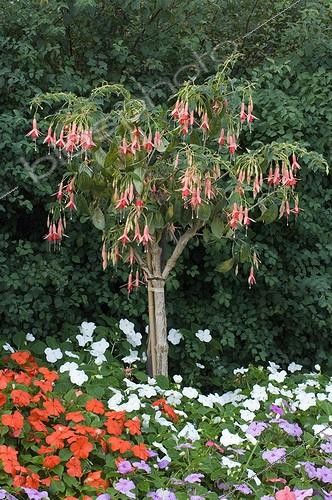 Biosphoto | 164362 | Fuschia arbustif et Impatience en fleur dans un jardin | &copy; Frédéric Didillon / Biosphoto