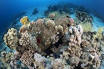 Biosphoto | 2583351 | Fûts appartenant à une épave. Beaucoup d'entre eux sont encore pleins de goudron. Néanmoins, au fil des ans, divers coraux et espèces marines les ont colonisés. Récif Gordon, détroit de Tiran, Sinaï, Égypte. Récif corallien, coraux. Parc national de Ras Muhammad (Sharm Al Sheikh - Raas Mohammed) et détroit de Tiran. Péninsule du Sinaï. Mer Rouge, Égypte. | &copy; Sergio Hanquet / Biosphoto