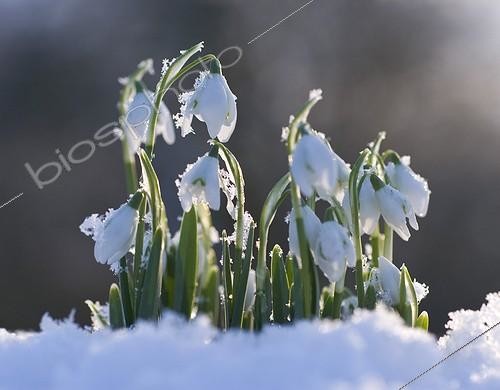 Biosphoto | 940500 | Galanthus | &copy; Carol Sharp / Flowerphotos / Biosphoto