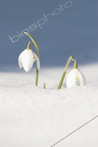 Biosphoto | 1499298 | Galanthus nivalis, Snowdrop | &copy; Roy P Chatfield / Flowerphotos / Biosphoto