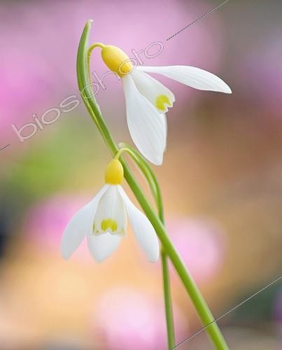 Biosphoto | 941021 | Galanthus 'Spindlestone Suprise' | &copy; Sue Bishop / Flowerphotos / Biosphoto