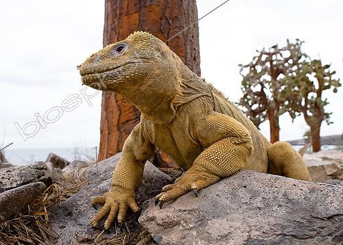 Biosphoto | 2524540 | Galapagos land iguana (Conolophus subcristatus) is sitting on the rocks. The Galapagos Islands. Pacific Ocean. Ecuador. | &copy; Andrey Gudkov / Biosphoto