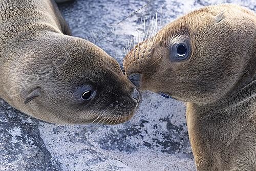 Biosphoto | 2621996 | Galapagos Sea Lions (Zalophus wollebaeki). Galapagos. | &copy; Claudius Thiriet / Biosphoto