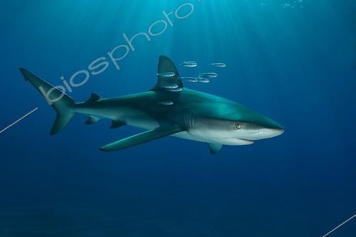 Biosphoto | 1964903 | Galapagos shark - 	Raoul Island New Zealand | &copy; Tobias Bernhard Raff / Biosphoto