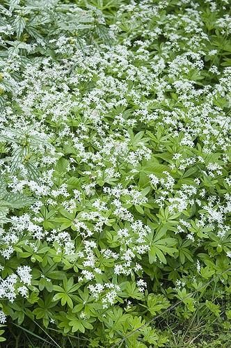 Biosphoto | 445154 | GALIUM ODORATUM | &copy; DIGIT images / Biosphoto