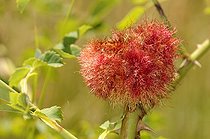 Biosphoto | 1252498 | Galle sur Eglantier France | &copy; Thierry Van Baelinghem / Biosphoto