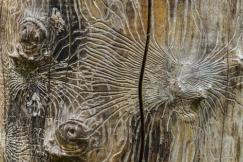 Biosphoto | 2568023 | Galleries of bark beetle larvae under the bark of a tree. European Spruce Bark Beetle (Ips typographus) is a small wood-boring beetle that ravages spruce forests. France | &copy; Jean-Philippe Delobelle / Biosphoto