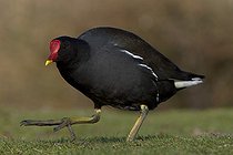 Biosphoto | 1250956 | Gallinule poule d'eau sur la berge WWT Slimbridge Reserve RU | &copy; Michel Gunther / Biosphoto