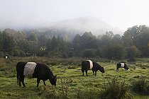 Biosphoto | 2492884 | Galloway cows, Vosges du Nord Regional Nature Park, France | &copy; Michel Rauch / Biosphoto
