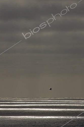 Biosphoto | 895804 | Gannet alone in flight at sunset over the sea ; GDT Competition European Wildlife Photographer of the Year 2009<br>Highly Commended | &copy; David Allemand / Biosphoto