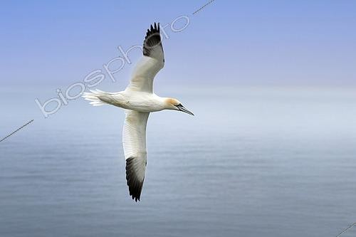 Biosphoto | 2610286 | Gannet (Morus bassanus) in flight, Scotland | © Christian Cabron / Biosphoto